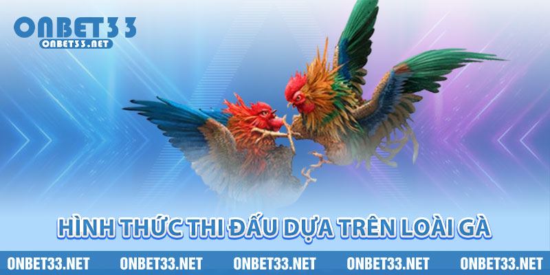 Hình thức thi đấu dựa trên loài gà 