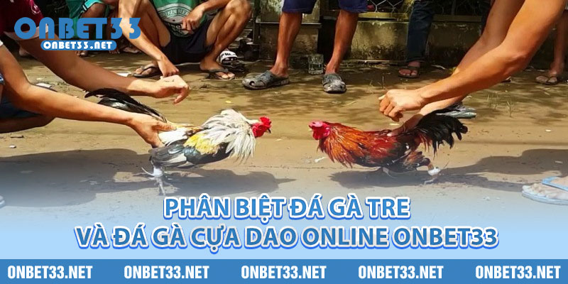 Phân biệt đá gà tre và đá gà cựa dao online Onbet33 
