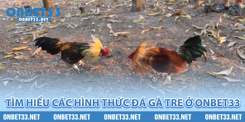 Tìm hiểu các hình thức đá gà tre ở Onbet33 